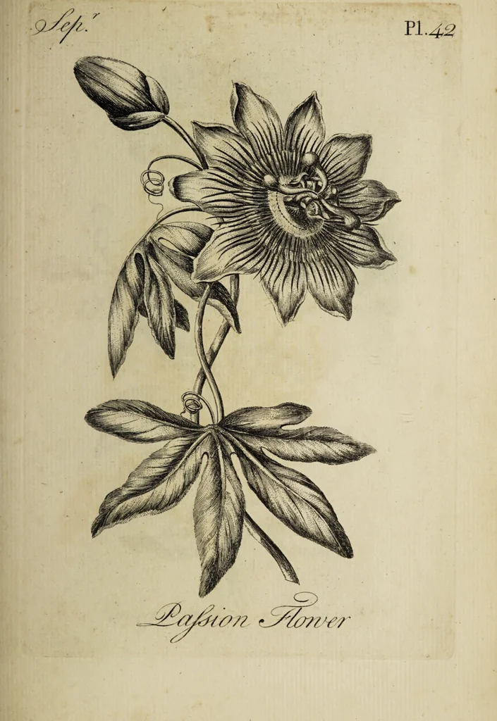An illustration from The florist : containing sixty plates of the most beautiful flowers regularly dispos'd in their succession of blowing. To which is added an accurate description of their colours, with instructions for drawing & painting them according to nature : being a new work intended for the use & amusement of gentlemen and ladies delighting in that art., 1760, leaf 85