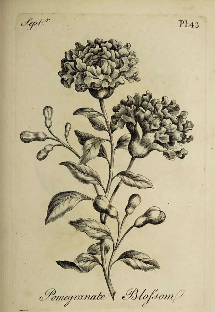 An illustration from The florist : containing sixty plates of the most beautiful flowers regularly dispos'd in their succession of blowing. To which is added an accurate description of their colours, with instructions for drawing & painting them according to nature : being a new work intended for the use & amusement of gentlemen and ladies delighting in that art., 1760, leaf 87