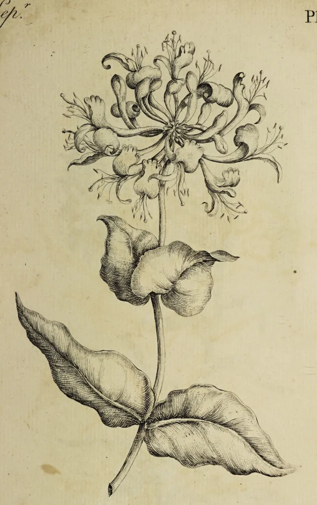 An illustration from The florist : containing sixty plates of the most beautiful flowers regularly dispos'd in their succession of blowing. To which is added an accurate description of their colours, with instructions for drawing & painting them according to nature : being a new work intended for the use & amusement of gentlemen and ladies delighting in that art., 1760, leaf 89