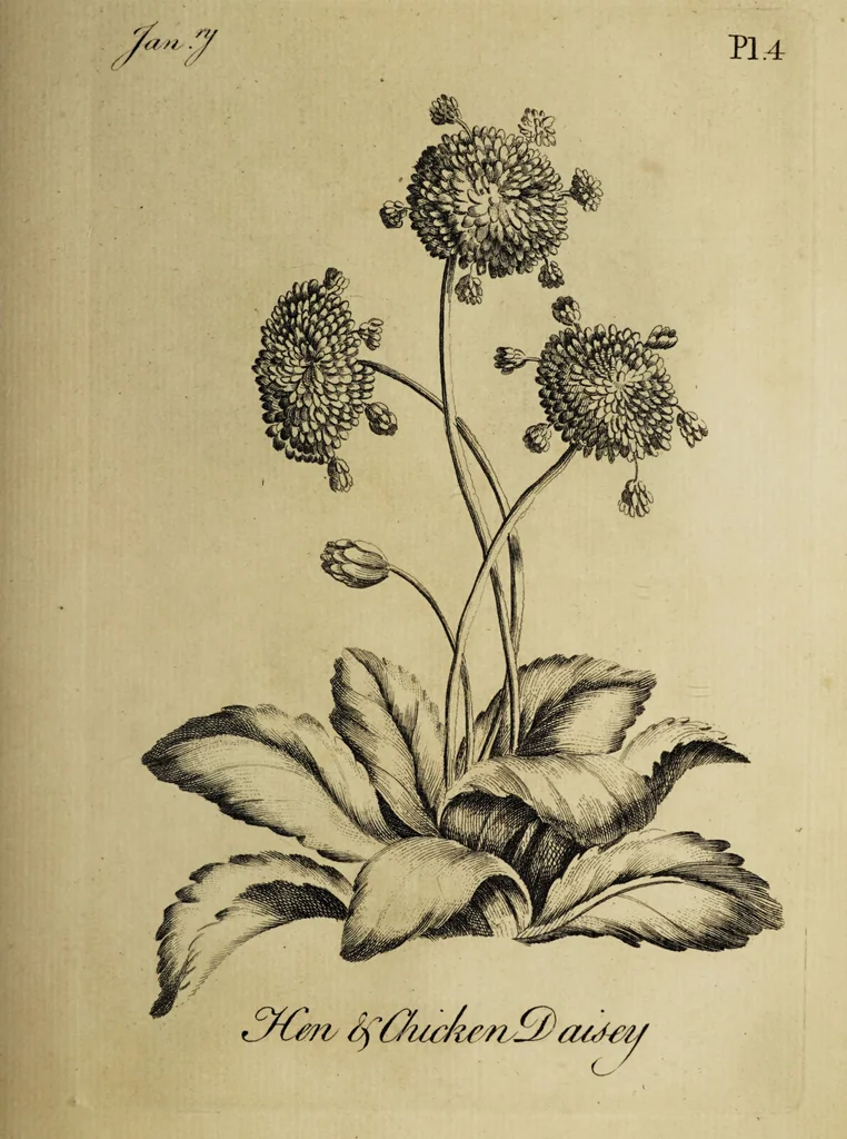 An illustration from The florist : containing sixty plates of the most beautiful flowers regularly dispos'd in their succession of blowing. To which is added an accurate description of their colours, with instructions for drawing & painting them according to nature : being a new work intended for the use & amusement of gentlemen and ladies delighting in that art., 1760, leaf 9