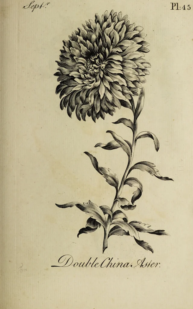 An illustration from The florist : containing sixty plates of the most beautiful flowers regularly dispos'd in their succession of blowing. To which is added an accurate description of their colours, with instructions for drawing & painting them according to nature : being a new work intended for the use & amusement of gentlemen and ladies delighting in that art., 1760, leaf 91