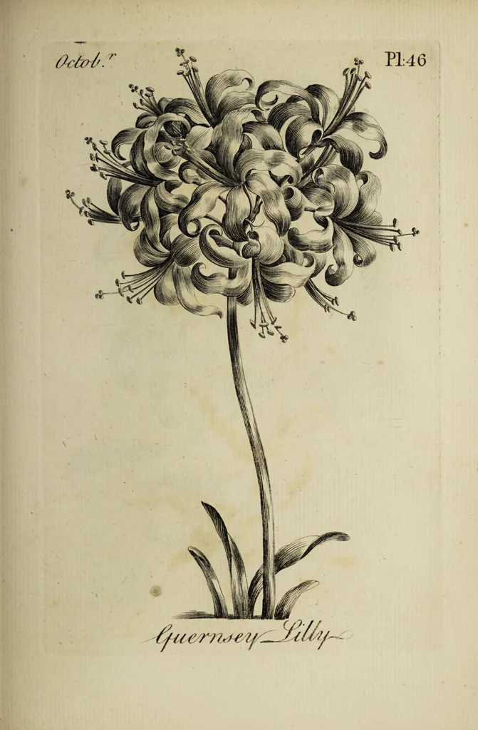 An illustration from The florist : containing sixty plates of the most beautiful flowers regularly dispos'd in their succession of blowing. To which is added an accurate description of their colours, with instructions for drawing & painting them according to nature : being a new work intended for the use & amusement of gentlemen and ladies delighting in that art., 1760, leaf 93