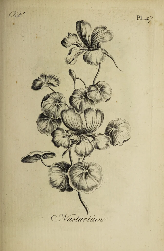 An illustration from The florist : containing sixty plates of the most beautiful flowers regularly dispos'd in their succession of blowing. To which is added an accurate description of their colours, with instructions for drawing & painting them according to nature : being a new work intended for the use & amusement of gentlemen and ladies delighting in that art., 1760, leaf 95