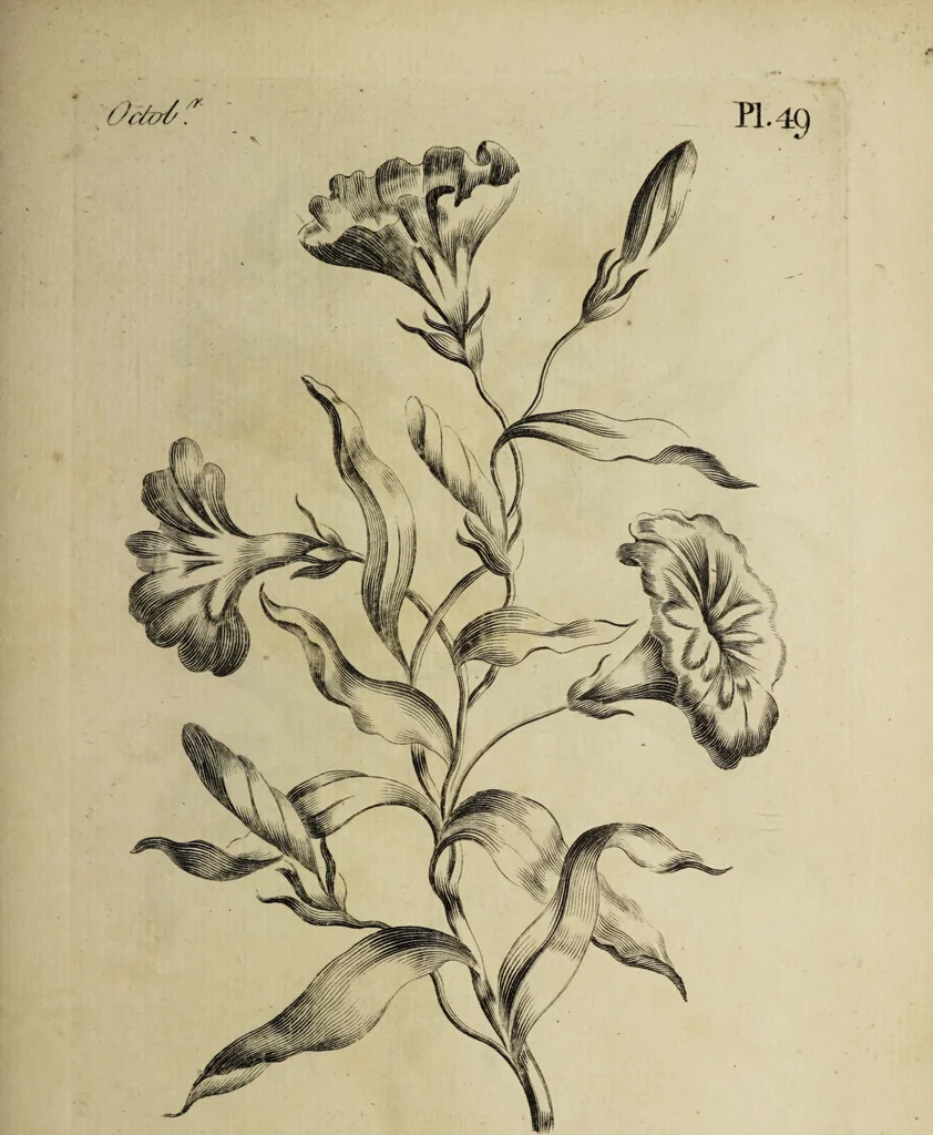 An illustration from The florist : containing sixty plates of the most beautiful flowers regularly dispos'd in their succession of blowing. To which is added an accurate description of their colours, with instructions for drawing & painting them according to nature : being a new work intended for the use & amusement of gentlemen and ladies delighting in that art., 1760, leaf 99