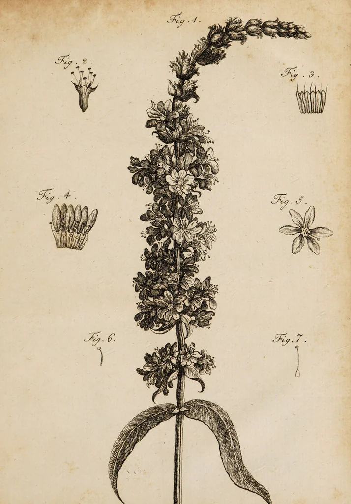 An illustration from Dissertatio inauguralis medica de lysimachiae purpureae sive lythri salicariae Linn. virtute medicinali non dubia ... / [Johannes Scherbius]., 1790, leaf 43