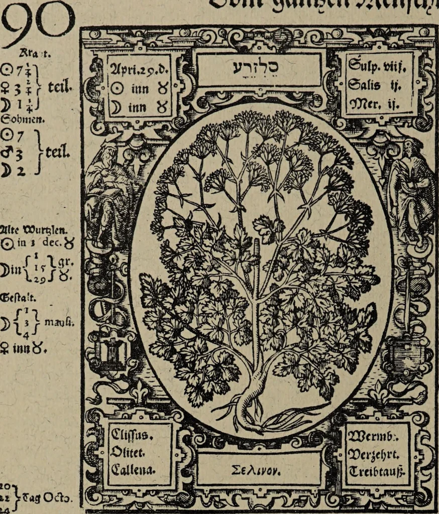 An illustration from Historia unnd Beschreibung Influentischer, Elementischer und Natürlicher Wirckungen, aller fremden unnd heimischen Erdgewechssen : auch irer Subtiliteten, sampt Warhasstiger und künstlicher Conterfeitung derselbigen, auch aller teiler, Innerlicher und eüfferlicher glider am menschlichen Cörper, nebend fürbildung aller zu der Extraction dienstlichen Instrumenten, auch deren gebrauch, und alle zu erhaltung der gesundheit notwendigen Processen gemeiné nutz zu gut / durch Leonhardt Thurneysser zum Tuhrn., 1922, leaf 110