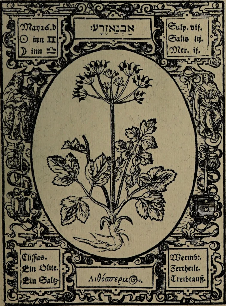 An illustration from Historia unnd Beschreibung Influentischer, Elementischer und Natürlicher Wirckungen, aller fremden unnd heimischen Erdgewechssen : auch irer Subtiliteten, sampt Warhasstiger und künstlicher Conterfeitung derselbigen, auch aller teiler, Innerlicher und eüfferlicher glider am menschlichen Cörper, nebend fürbildung aller zu der Extraction dienstlichen Instrumenten, auch deren gebrauch, und alle zu erhaltung der gesundheit notwendigen Processen gemeiné nutz zu gut / durch Leonhardt Thurneysser zum Tuhrn., 1922, leaf 113