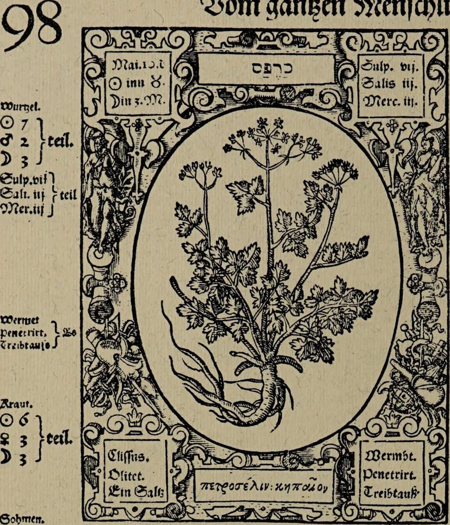 An illustration from Historia unnd Beschreibung Influentischer, Elementischer und Natürlicher Wirckungen, aller fremden unnd heimischen Erdgewechssen : auch irer Subtiliteten, sampt Warhasstiger und künstlicher Conterfeitung derselbigen, auch aller teiler, Innerlicher und eüfferlicher glider am menschlichen Cörper, nebend fürbildung aller zu der Extraction dienstlichen Instrumenten, auch deren gebrauch, und alle zu erhaltung der gesundheit notwendigen Processen gemeiné nutz zu gut / durch Leonhardt Thurneysser zum Tuhrn., 1922, leaf 118