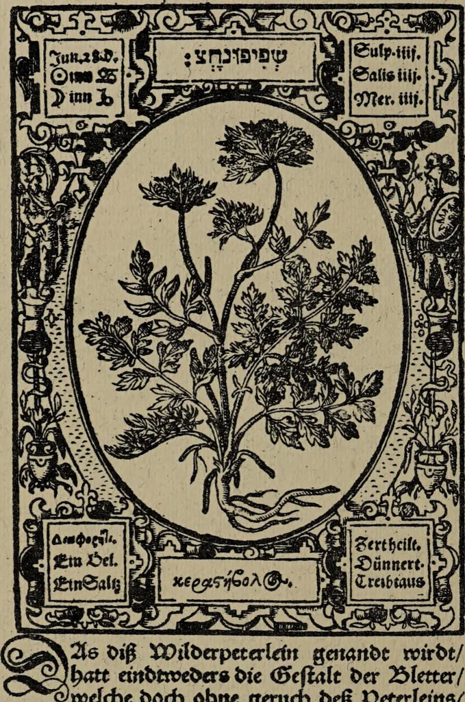 An illustration from Historia unnd Beschreibung Influentischer, Elementischer und Natürlicher Wirckungen, aller fremden unnd heimischen Erdgewechssen : auch irer Subtiliteten, sampt Warhasstiger und künstlicher Conterfeitung derselbigen, auch aller teiler, Innerlicher und eüfferlicher glider am menschlichen Cörper, nebend fürbildung aller zu der Extraction dienstlichen Instrumenten, auch deren gebrauch, und alle zu erhaltung der gesundheit notwendigen Processen gemeiné nutz zu gut / durch Leonhardt Thurneysser zum Tuhrn., 1922, leaf 122