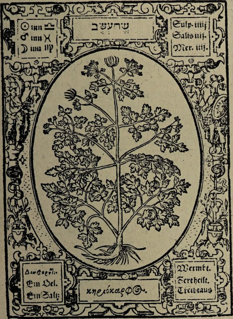An illustration from Historia unnd Beschreibung Influentischer, Elementischer und Natürlicher Wirckungen, aller fremden unnd heimischen Erdgewechssen : auch irer Subtiliteten, sampt Warhasstiger und künstlicher Conterfeitung derselbigen, auch aller teiler, Innerlicher und eüfferlicher glider am menschlichen Cörper, nebend fürbildung aller zu der Extraction dienstlichen Instrumenten, auch deren gebrauch, und alle zu erhaltung der gesundheit notwendigen Processen gemeiné nutz zu gut / durch Leonhardt Thurneysser zum Tuhrn., 1922, leaf 127