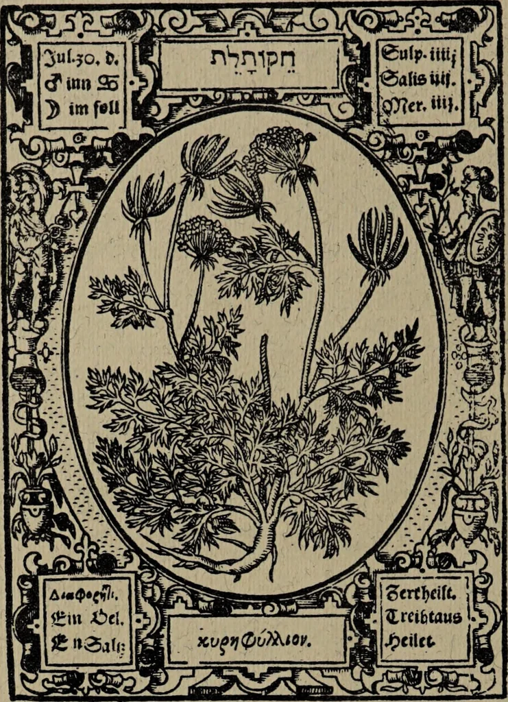 An illustration from Historia unnd Beschreibung Influentischer, Elementischer und Natürlicher Wirckungen, aller fremden unnd heimischen Erdgewechssen : auch irer Subtiliteten, sampt Warhasstiger und künstlicher Conterfeitung derselbigen, auch aller teiler, Innerlicher und eüfferlicher glider am menschlichen Cörper, nebend fürbildung aller zu der Extraction dienstlichen Instrumenten, auch deren gebrauch, und alle zu erhaltung der gesundheit notwendigen Processen gemeiné nutz zu gut / durch Leonhardt Thurneysser zum Tuhrn., 1922, leaf 132