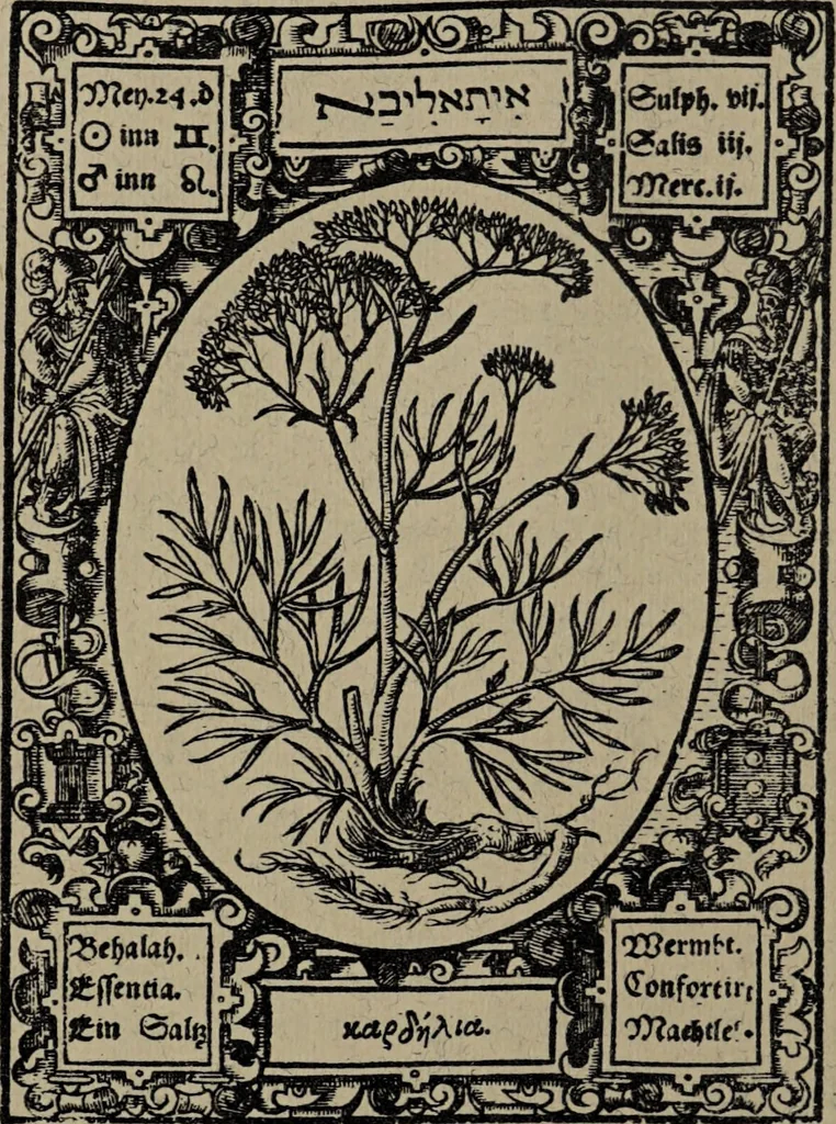 An illustration from Historia unnd Beschreibung Influentischer, Elementischer und Natürlicher Wirckungen, aller fremden unnd heimischen Erdgewechssen : auch irer Subtiliteten, sampt Warhasstiger und künstlicher Conterfeitung derselbigen, auch aller teiler, Innerlicher und eüfferlicher glider am menschlichen Cörper, nebend fürbildung aller zu der Extraction dienstlichen Instrumenten, auch deren gebrauch, und alle zu erhaltung der gesundheit notwendigen Processen gemeiné nutz zu gut / durch Leonhardt Thurneysser zum Tuhrn., 1922, leaf 142