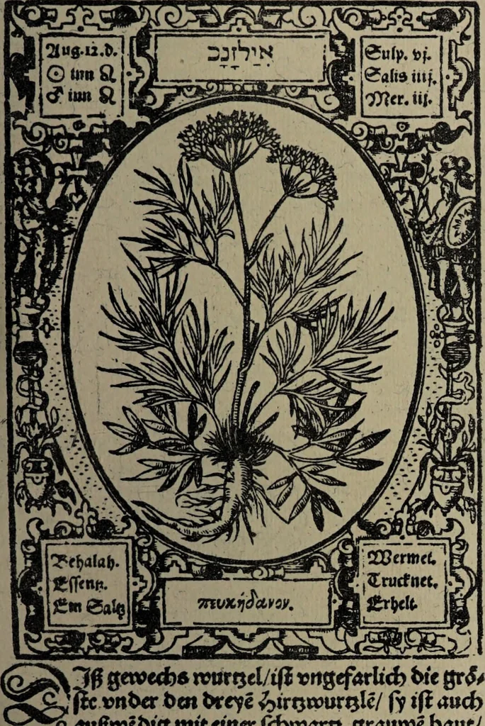 An illustration from Historia unnd Beschreibung Influentischer, Elementischer und Natürlicher Wirckungen, aller fremden unnd heimischen Erdgewechssen : auch irer Subtiliteten, sampt Warhasstiger und künstlicher Conterfeitung derselbigen, auch aller teiler, Innerlicher und eüfferlicher glider am menschlichen Cörper, nebend fürbildung aller zu der Extraction dienstlichen Instrumenten, auch deren gebrauch, und alle zu erhaltung der gesundheit notwendigen Processen gemeiné nutz zu gut / durch Leonhardt Thurneysser zum Tuhrn., 1922, leaf 147