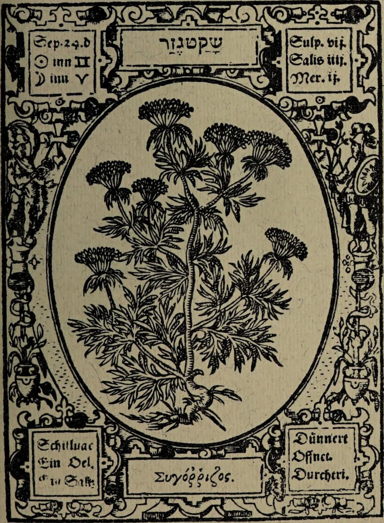 An illustration from Historia unnd Beschreibung Influentischer, Elementischer und Natürlicher Wirckungen, aller fremden unnd heimischen Erdgewechssen : auch irer Subtiliteten, sampt Warhasstiger und künstlicher Conterfeitung derselbigen, auch aller teiler, Innerlicher und eüfferlicher glider am menschlichen Cörper, nebend fürbildung aller zu der Extraction dienstlichen Instrumenten, auch deren gebrauch, und alle zu erhaltung der gesundheit notwendigen Processen gemeiné nutz zu gut / durch Leonhardt Thurneysser zum Tuhrn., 1922, leaf 151