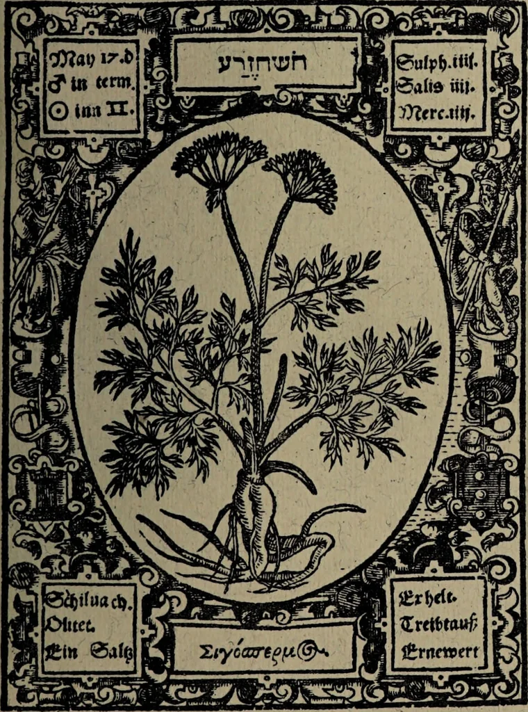 An illustration from Historia unnd Beschreibung Influentischer, Elementischer und Natürlicher Wirckungen, aller fremden unnd heimischen Erdgewechssen : auch irer Subtiliteten, sampt Warhasstiger und künstlicher Conterfeitung derselbigen, auch aller teiler, Innerlicher und eüfferlicher glider am menschlichen Cörper, nebend fürbildung aller zu der Extraction dienstlichen Instrumenten, auch deren gebrauch, und alle zu erhaltung der gesundheit notwendigen Processen gemeiné nutz zu gut / durch Leonhardt Thurneysser zum Tuhrn., 1922, leaf 155