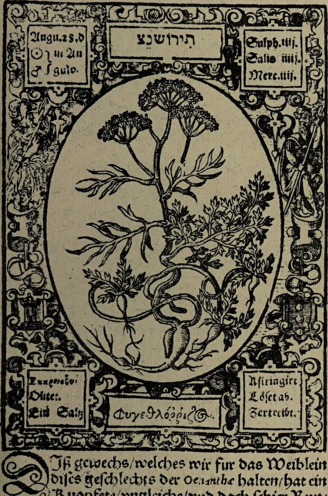 An illustration from Historia unnd Beschreibung Influentischer, Elementischer und Natürlicher Wirckungen, aller fremden unnd heimischen Erdgewechssen : auch irer Subtiliteten, sampt Warhasstiger und künstlicher Conterfeitung derselbigen, auch aller teiler, Innerlicher und eüfferlicher glider am menschlichen Cörper, nebend fürbildung aller zu der Extraction dienstlichen Instrumenten, auch deren gebrauch, und alle zu erhaltung der gesundheit notwendigen Processen gemeiné nutz zu gut / durch Leonhardt Thurneysser zum Tuhrn., 1922, leaf 169