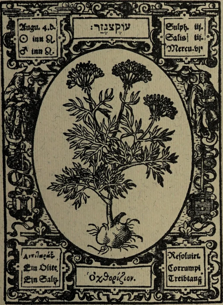 An illustration from Historia unnd Beschreibung Influentischer, Elementischer und Natürlicher Wirckungen, aller fremden unnd heimischen Erdgewechssen : auch irer Subtiliteten, sampt Warhasstiger und künstlicher Conterfeitung derselbigen, auch aller teiler, Innerlicher und eüfferlicher glider am menschlichen Cörper, nebend fürbildung aller zu der Extraction dienstlichen Instrumenten, auch deren gebrauch, und alle zu erhaltung der gesundheit notwendigen Processen gemeiné nutz zu gut / durch Leonhardt Thurneysser zum Tuhrn., 1922, leaf 173