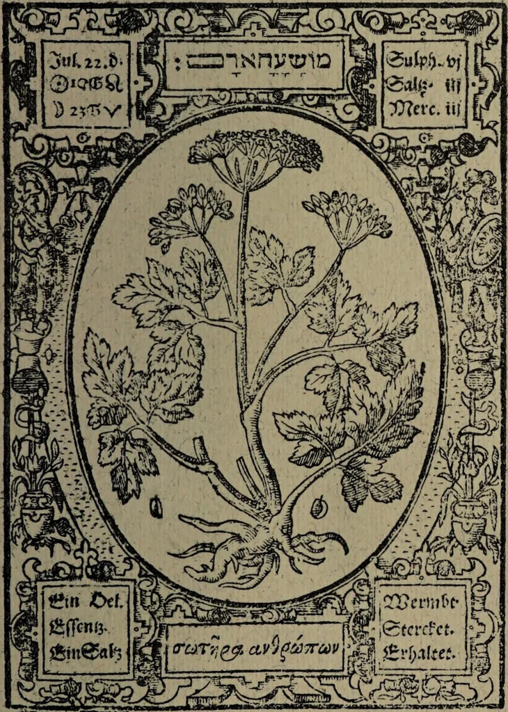 An illustration from Historia unnd Beschreibung Influentischer, Elementischer und Natürlicher Wirckungen, aller fremden unnd heimischen Erdgewechssen : auch irer Subtiliteten, sampt Warhasstiger und künstlicher Conterfeitung derselbigen, auch aller teiler, Innerlicher und eüfferlicher glider am menschlichen Cörper, nebend fürbildung aller zu der Extraction dienstlichen Instrumenten, auch deren gebrauch, und alle zu erhaltung der gesundheit notwendigen Processen gemeiné nutz zu gut / durch Leonhardt Thurneysser zum Tuhrn., 1922, leaf 21