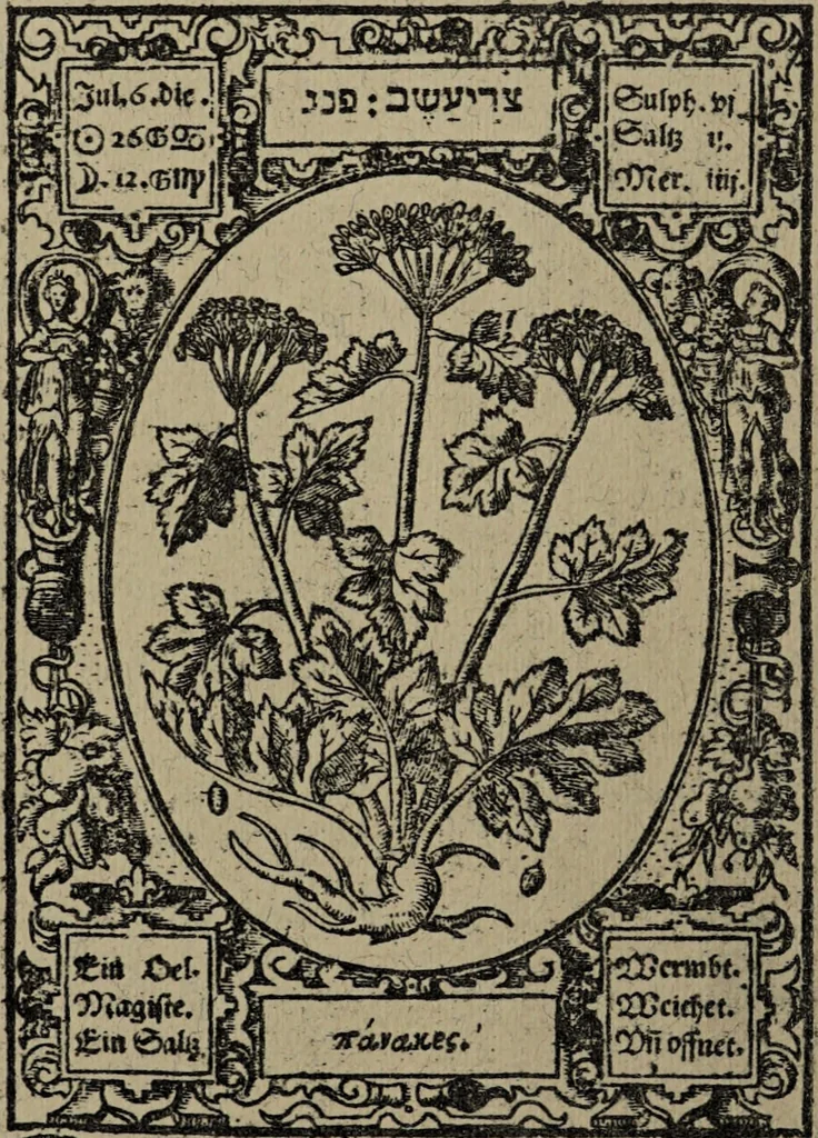 An illustration from Historia unnd Beschreibung Influentischer, Elementischer und Natürlicher Wirckungen, aller fremden unnd heimischen Erdgewechssen : auch irer Subtiliteten, sampt Warhasstiger und künstlicher Conterfeitung derselbigen, auch aller teiler, Innerlicher und eüfferlicher glider am menschlichen Cörper, nebend fürbildung aller zu der Extraction dienstlichen Instrumenten, auch deren gebrauch, und alle zu erhaltung der gesundheit notwendigen Processen gemeiné nutz zu gut / durch Leonhardt Thurneysser zum Tuhrn., 1922, leaf 28