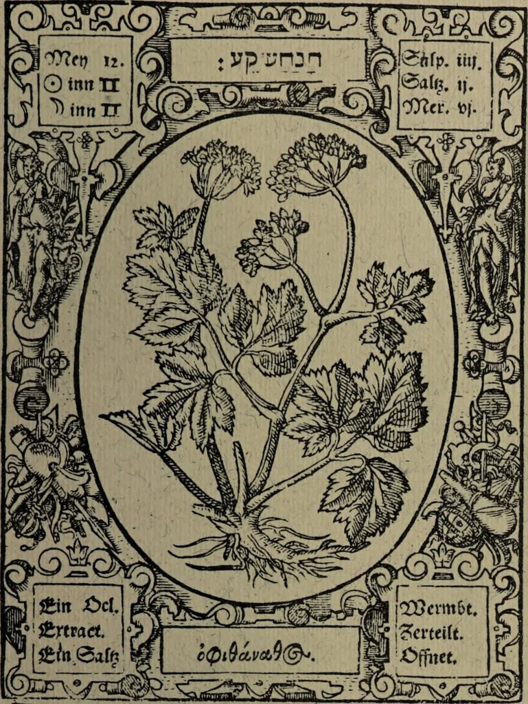 An illustration from Historia unnd Beschreibung Influentischer, Elementischer und Natürlicher Wirckungen, aller fremden unnd heimischen Erdgewechssen : auch irer Subtiliteten, sampt Warhasstiger und künstlicher Conterfeitung derselbigen, auch aller teiler, Innerlicher und eüfferlicher glider am menschlichen Cörper, nebend fürbildung aller zu der Extraction dienstlichen Instrumenten, auch deren gebrauch, und alle zu erhaltung der gesundheit notwendigen Processen gemeiné nutz zu gut / durch Leonhardt Thurneysser zum Tuhrn., 1922, leaf 33