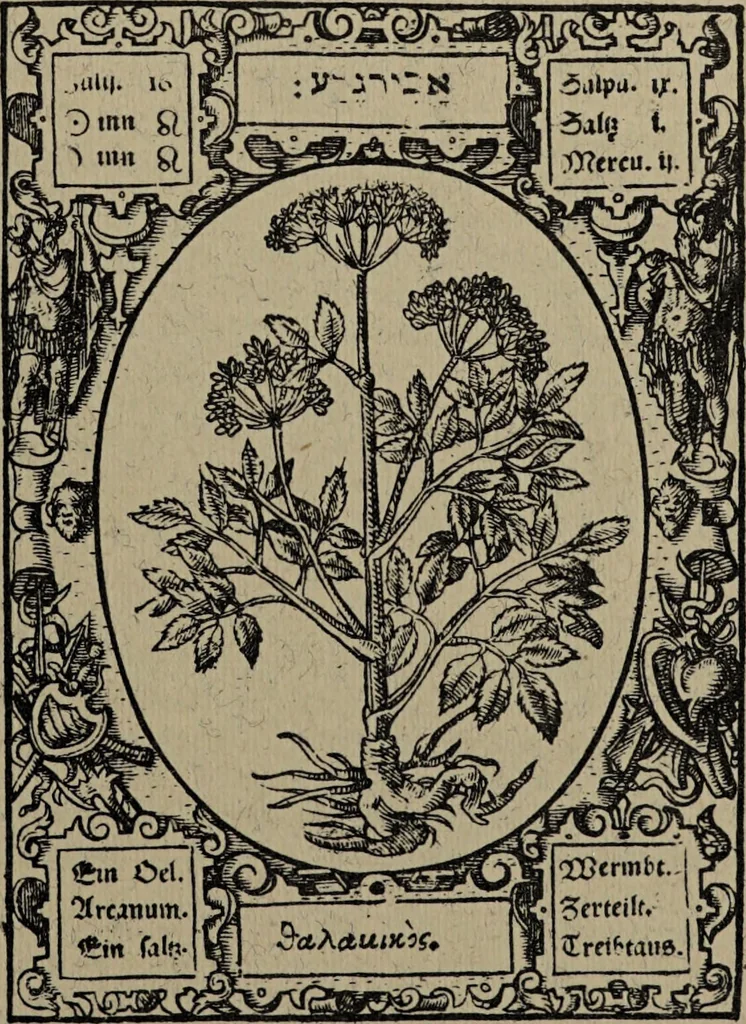 An illustration from Historia unnd Beschreibung Influentischer, Elementischer und Natürlicher Wirckungen, aller fremden unnd heimischen Erdgewechssen : auch irer Subtiliteten, sampt Warhasstiger und künstlicher Conterfeitung derselbigen, auch aller teiler, Innerlicher und eüfferlicher glider am menschlichen Cörper, nebend fürbildung aller zu der Extraction dienstlichen Instrumenten, auch deren gebrauch, und alle zu erhaltung der gesundheit notwendigen Processen gemeiné nutz zu gut / durch Leonhardt Thurneysser zum Tuhrn., 1922, leaf 37