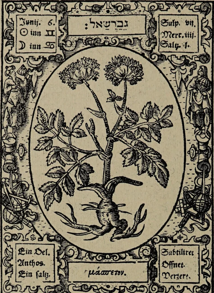 An illustration from Historia unnd Beschreibung Influentischer, Elementischer und Natürlicher Wirckungen, aller fremden unnd heimischen Erdgewechssen : auch irer Subtiliteten, sampt Warhasstiger und künstlicher Conterfeitung derselbigen, auch aller teiler, Innerlicher und eüfferlicher glider am menschlichen Cörper, nebend fürbildung aller zu der Extraction dienstlichen Instrumenten, auch deren gebrauch, und alle zu erhaltung der gesundheit notwendigen Processen gemeiné nutz zu gut / durch Leonhardt Thurneysser zum Tuhrn., 1922, leaf 42