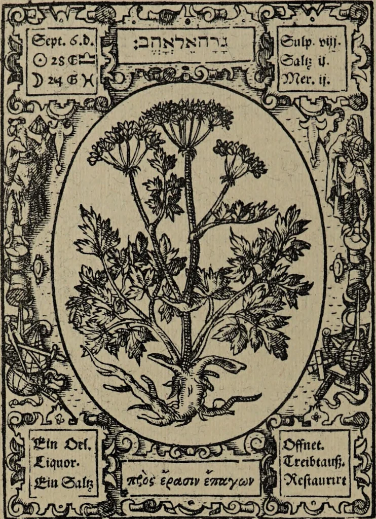 An illustration from Historia unnd Beschreibung Influentischer, Elementischer und Natürlicher Wirckungen, aller fremden unnd heimischen Erdgewechssen : auch irer Subtiliteten, sampt Warhasstiger und künstlicher Conterfeitung derselbigen, auch aller teiler, Innerlicher und eüfferlicher glider am menschlichen Cörper, nebend fürbildung aller zu der Extraction dienstlichen Instrumenten, auch deren gebrauch, und alle zu erhaltung der gesundheit notwendigen Processen gemeiné nutz zu gut / durch Leonhardt Thurneysser zum Tuhrn., 1922, leaf 46