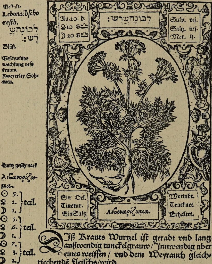 An illustration from Historia unnd Beschreibung Influentischer, Elementischer und Natürlicher Wirckungen, aller fremden unnd heimischen Erdgewechssen : auch irer Subtiliteten, sampt Warhasstiger und künstlicher Conterfeitung derselbigen, auch aller teiler, Innerlicher und eüfferlicher glider am menschlichen Cörper, nebend fürbildung aller zu der Extraction dienstlichen Instrumenten, auch deren gebrauch, und alle zu erhaltung der gesundheit notwendigen Processen gemeiné nutz zu gut / durch Leonhardt Thurneysser zum Tuhrn., 1922, leaf 50