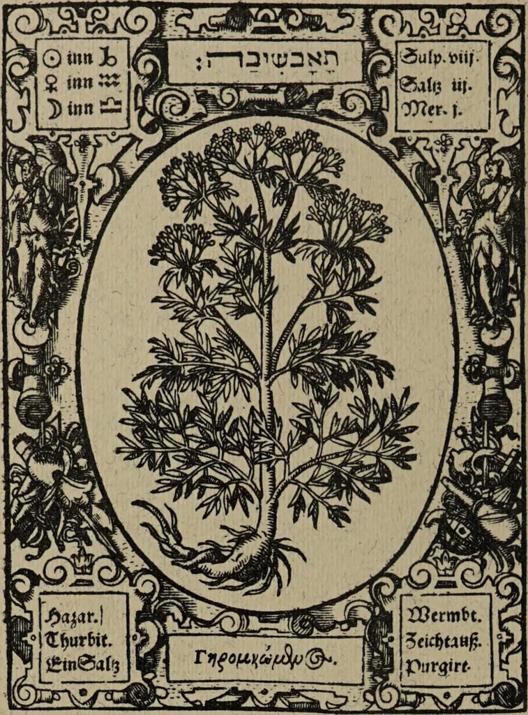 An illustration from Historia unnd Beschreibung Influentischer, Elementischer und Natürlicher Wirckungen, aller fremden unnd heimischen Erdgewechssen : auch irer Subtiliteten, sampt Warhasstiger und künstlicher Conterfeitung derselbigen, auch aller teiler, Innerlicher und eüfferlicher glider am menschlichen Cörper, nebend fürbildung aller zu der Extraction dienstlichen Instrumenten, auch deren gebrauch, und alle zu erhaltung der gesundheit notwendigen Processen gemeiné nutz zu gut / durch Leonhardt Thurneysser zum Tuhrn., 1922, leaf 54