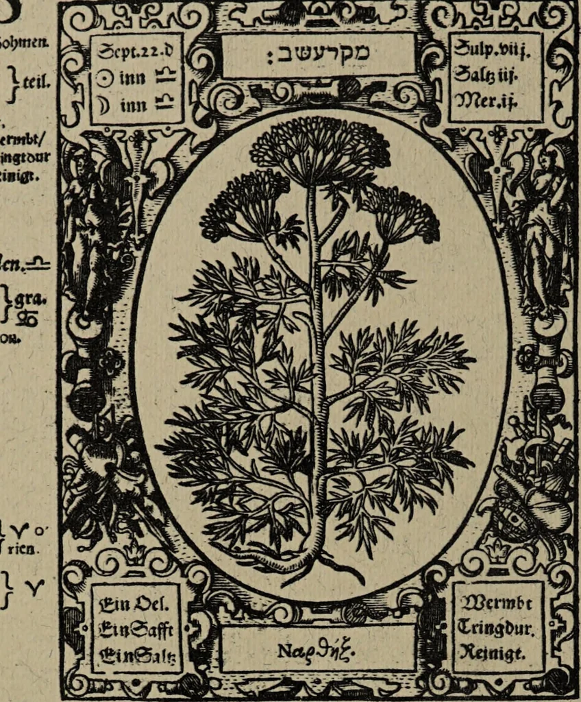 An illustration from Historia unnd Beschreibung Influentischer, Elementischer und Natürlicher Wirckungen, aller fremden unnd heimischen Erdgewechssen : auch irer Subtiliteten, sampt Warhasstiger und künstlicher Conterfeitung derselbigen, auch aller teiler, Innerlicher und eüfferlicher glider am menschlichen Cörper, nebend fürbildung aller zu der Extraction dienstlichen Instrumenten, auch deren gebrauch, und alle zu erhaltung der gesundheit notwendigen Processen gemeiné nutz zu gut / durch Leonhardt Thurneysser zum Tuhrn., 1922, leaf 58