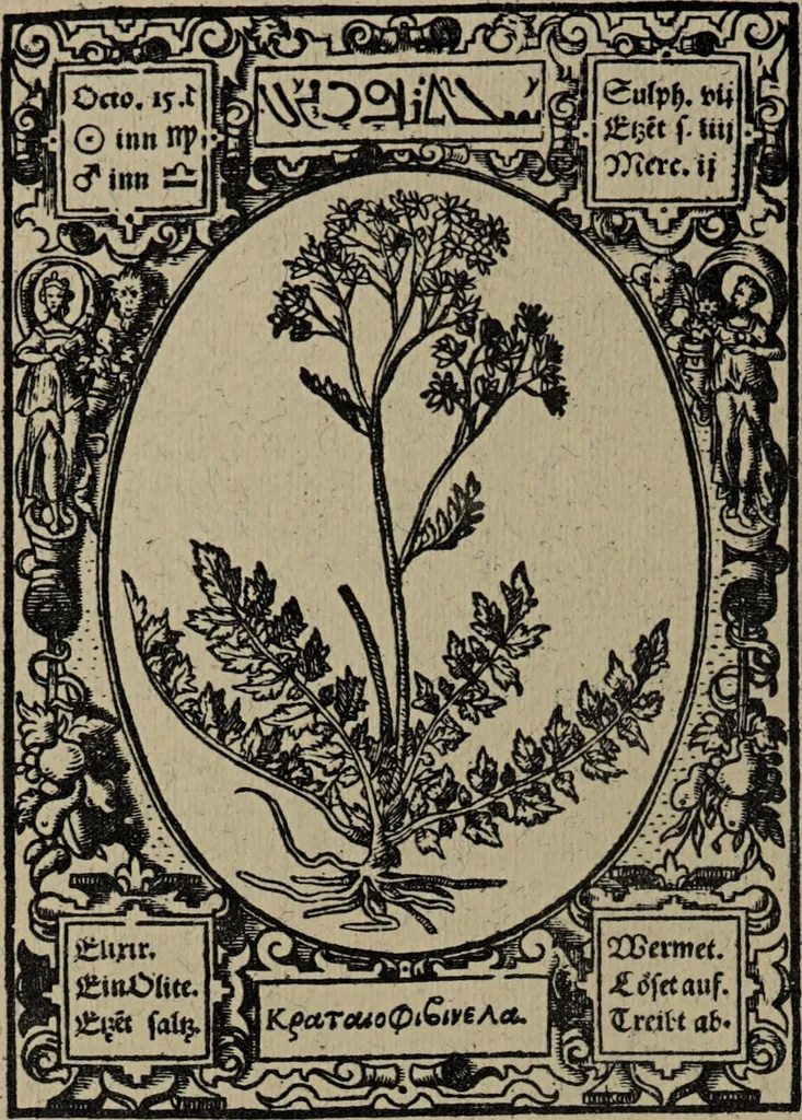 An illustration from Historia unnd Beschreibung Influentischer, Elementischer und Natürlicher Wirckungen, aller fremden unnd heimischen Erdgewechssen : auch irer Subtiliteten, sampt Warhasstiger und künstlicher Conterfeitung derselbigen, auch aller teiler, Innerlicher und eüfferlicher glider am menschlichen Cörper, nebend fürbildung aller zu der Extraction dienstlichen Instrumenten, auch deren gebrauch, und alle zu erhaltung der gesundheit notwendigen Processen gemeiné nutz zu gut / durch Leonhardt Thurneysser zum Tuhrn., 1922, leaf 62