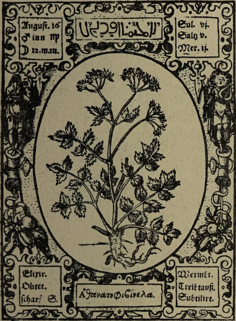 An illustration from Historia unnd Beschreibung Influentischer, Elementischer und Natürlicher Wirckungen, aller fremden unnd heimischen Erdgewechssen : auch irer Subtiliteten, sampt Warhasstiger und künstlicher Conterfeitung derselbigen, auch aller teiler, Innerlicher und eüfferlicher glider am menschlichen Cörper, nebend fürbildung aller zu der Extraction dienstlichen Instrumenten, auch deren gebrauch, und alle zu erhaltung der gesundheit notwendigen Processen gemeiné nutz zu gut / durch Leonhardt Thurneysser zum Tuhrn., 1922, leaf 67