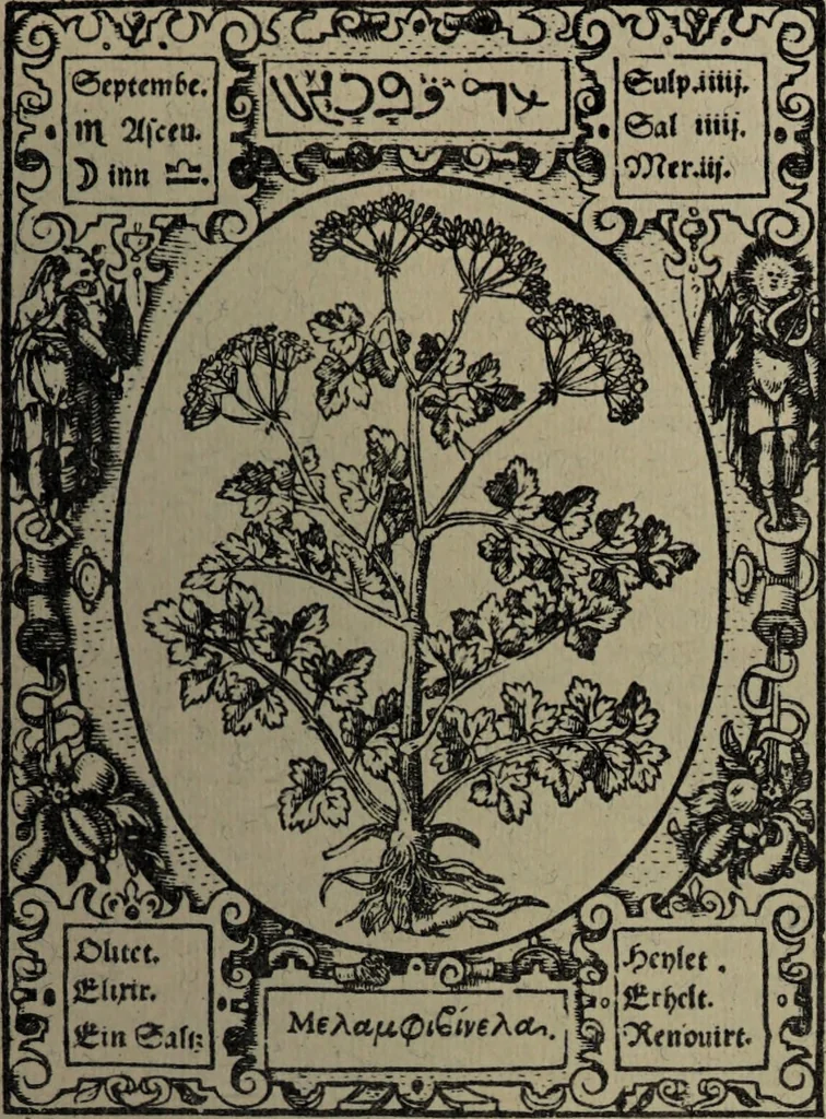 An illustration from Historia unnd Beschreibung Influentischer, Elementischer und Natürlicher Wirckungen, aller fremden unnd heimischen Erdgewechssen : auch irer Subtiliteten, sampt Warhasstiger und künstlicher Conterfeitung derselbigen, auch aller teiler, Innerlicher und eüfferlicher glider am menschlichen Cörper, nebend fürbildung aller zu der Extraction dienstlichen Instrumenten, auch deren gebrauch, und alle zu erhaltung der gesundheit notwendigen Processen gemeiné nutz zu gut / durch Leonhardt Thurneysser zum Tuhrn., 1922, leaf 71