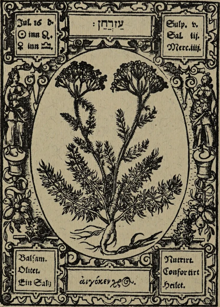 An illustration from Historia unnd Beschreibung Influentischer, Elementischer und Natürlicher Wirckungen, aller fremden unnd heimischen Erdgewechssen : auch irer Subtiliteten, sampt Warhasstiger und künstlicher Conterfeitung derselbigen, auch aller teiler, Innerlicher und eüfferlicher glider am menschlichen Cörper, nebend fürbildung aller zu der Extraction dienstlichen Instrumenten, auch deren gebrauch, und alle zu erhaltung der gesundheit notwendigen Processen gemeiné nutz zu gut / durch Leonhardt Thurneysser zum Tuhrn., 1922, leaf 82