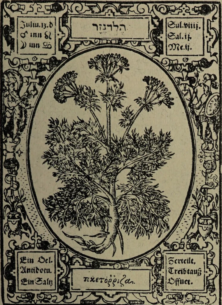 An illustration from Historia unnd Beschreibung Influentischer, Elementischer und Natürlicher Wirckungen, aller fremden unnd heimischen Erdgewechssen : auch irer Subtiliteten, sampt Warhasstiger und künstlicher Conterfeitung derselbigen, auch aller teiler, Innerlicher und eüfferlicher glider am menschlichen Cörper, nebend fürbildung aller zu der Extraction dienstlichen Instrumenten, auch deren gebrauch, und alle zu erhaltung der gesundheit notwendigen Processen gemeiné nutz zu gut / durch Leonhardt Thurneysser zum Tuhrn., 1922, leaf 91