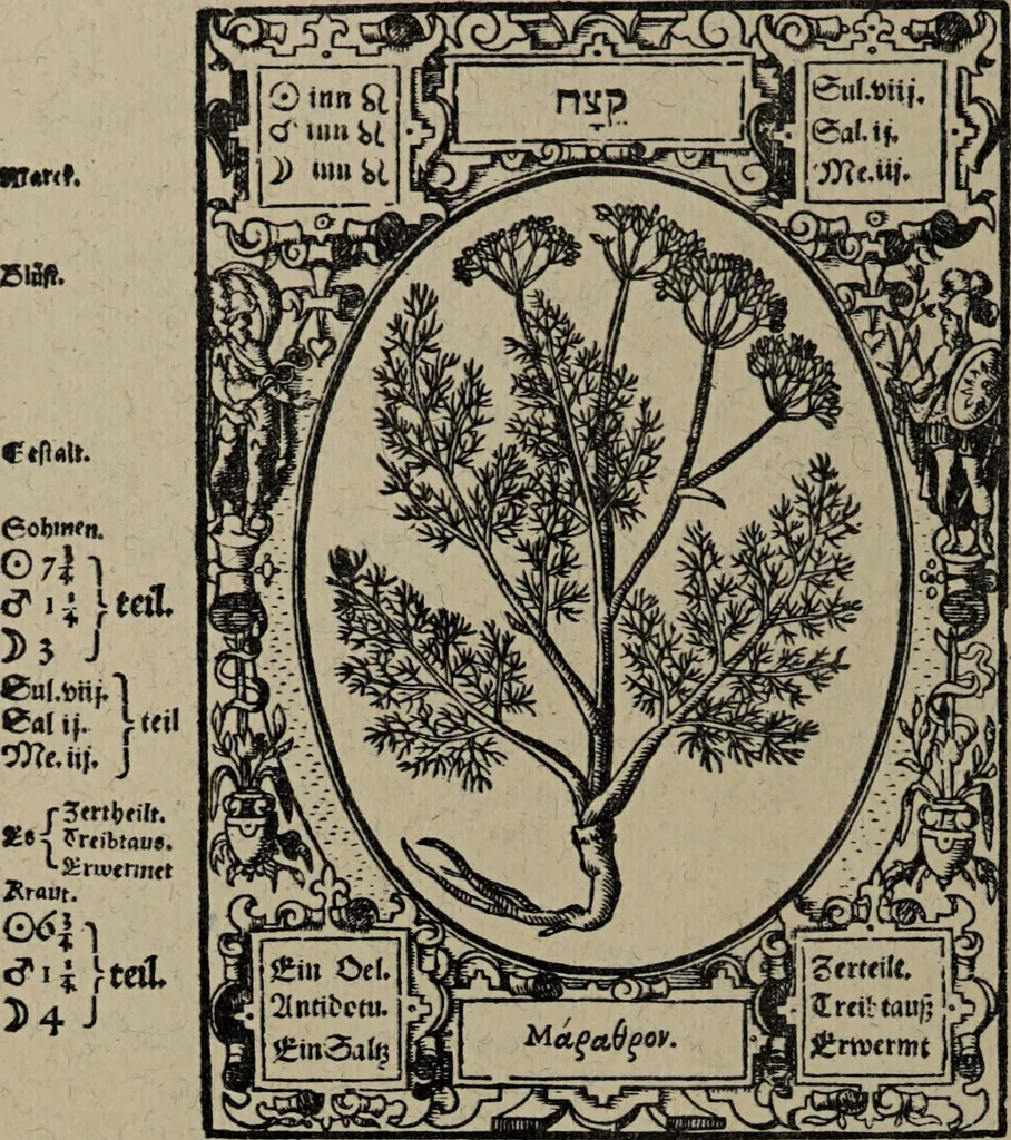 An illustration from Historia unnd Beschreibung Influentischer, Elementischer und Natürlicher Wirckungen, aller fremden unnd heimischen Erdgewechssen : auch irer Subtiliteten, sampt Warhasstiger und künstlicher Conterfeitung derselbigen, auch aller teiler, Innerlicher und eüfferlicher glider am menschlichen Cörper, nebend fürbildung aller zu der Extraction dienstlichen Instrumenten, auch deren gebrauch, und alle zu erhaltung der gesundheit notwendigen Processen gemeiné nutz zu gut / durch Leonhardt Thurneysser zum Tuhrn., 1922, leaf 94