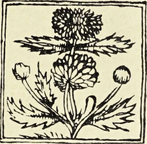 An illustration from Le musée des sorciers : mages et alchemistes / par Grillot de Givry., 1929, leaf 365