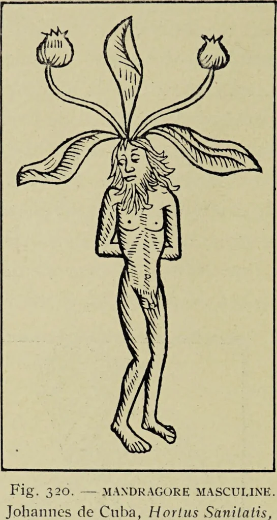 An illustration from Le musée des sorciers : mages et alchemistes / par Grillot de Givry., 1929, leaf 416