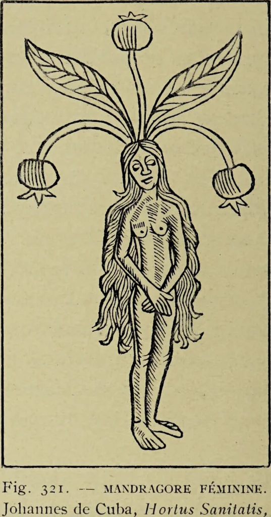 An illustration from Le musée des sorciers : mages et alchemistes / par Grillot de Givry., 1929, leaf 416