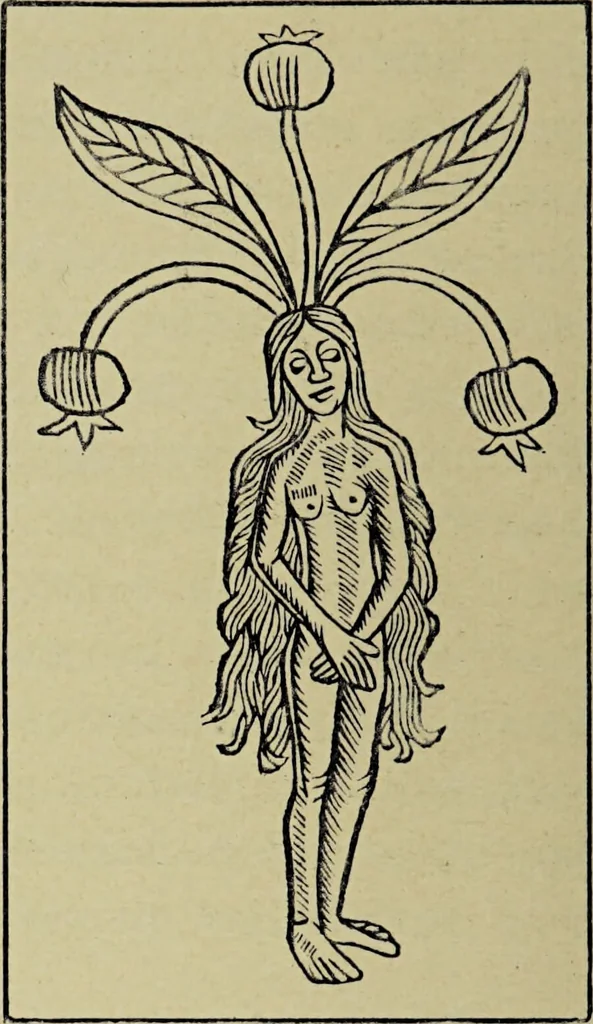 An illustration from Le musée des sorciers : mages et alchemistes / par Grillot de Givry., 1929, leaf 416