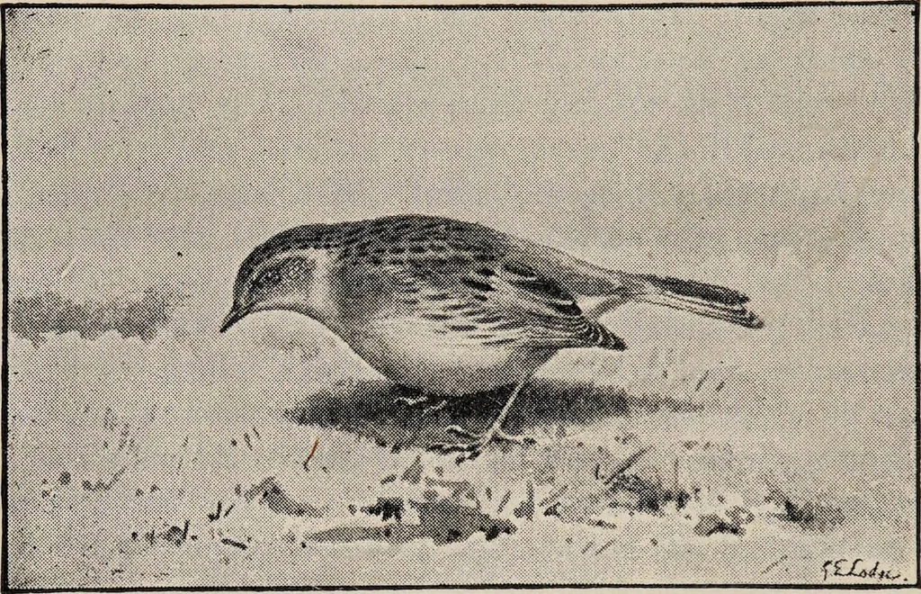An illustration from British birds / by W.H. Hudson, C.M.Z.S ; with a chapter on structure and classification by Frank E. Beddard, F.R.S. With 8 coloured plates from original drawings by A. Thorburn and 8 plates and 100 figures in black and white from original drawings by G.E. Lodge and 3 illustrations from photographs from nature by R.B. Lodge. New impression., 1921, leaf 112
