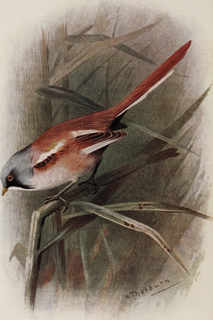 An illustration from British birds / by W.H. Hudson, C.M.Z.S ; with a chapter on structure and classification by Frank E. Beddard, F.R.S. With 8 coloured plates from original drawings by A. Thorburn and 8 plates and 100 figures in black and white from original drawings by G.E. Lodge and 3 illustrations from photographs from nature by R.B. Lodge. New impression., 1921, leaf 118