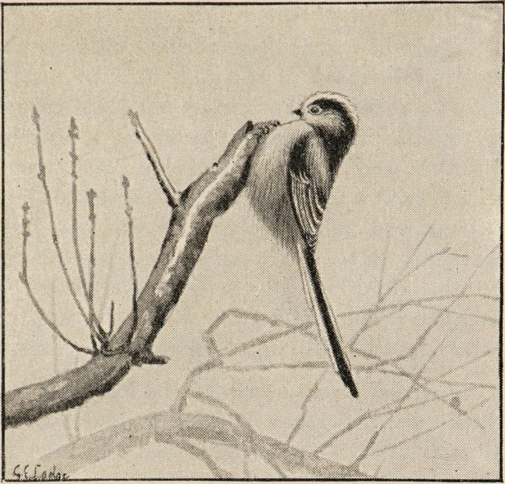 An illustration from British birds / by W.H. Hudson, C.M.Z.S ; with a chapter on structure and classification by Frank E. Beddard, F.R.S. With 8 coloured plates from original drawings by A. Thorburn and 8 plates and 100 figures in black and white from original drawings by G.E. Lodge and 3 illustrations from photographs from nature by R.B. Lodge. New impression., 1921, leaf 121