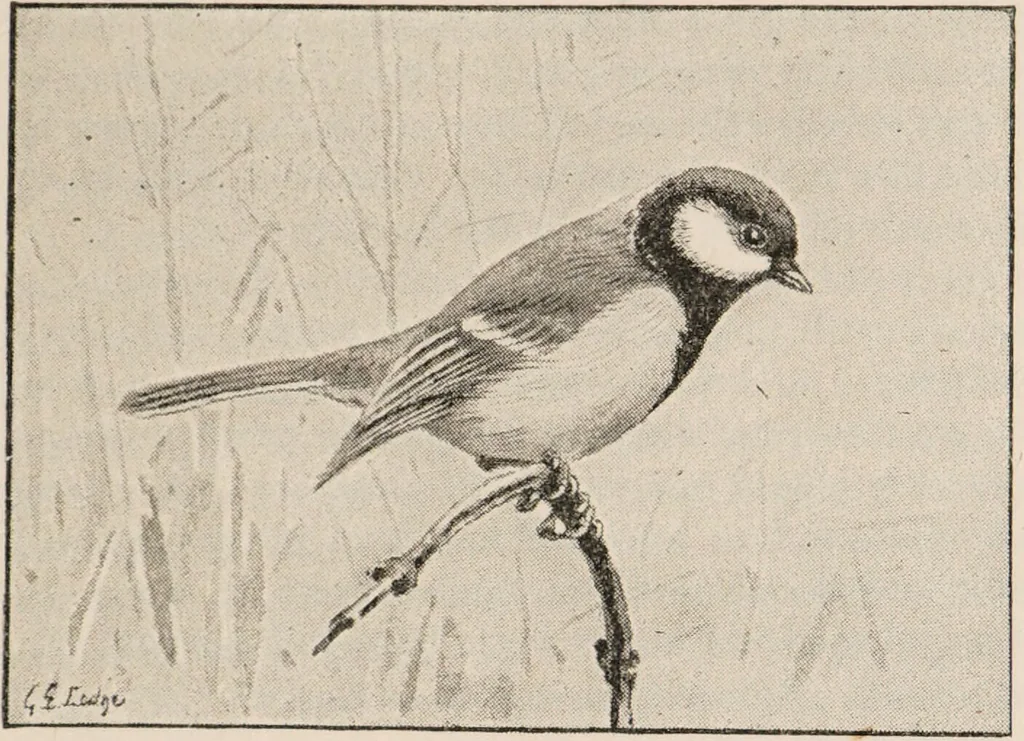 An illustration from British birds / by W.H. Hudson, C.M.Z.S ; with a chapter on structure and classification by Frank E. Beddard, F.R.S. With 8 coloured plates from original drawings by A. Thorburn and 8 plates and 100 figures in black and white from original drawings by G.E. Lodge and 3 illustrations from photographs from nature by R.B. Lodge. New impression., 1921, leaf 123