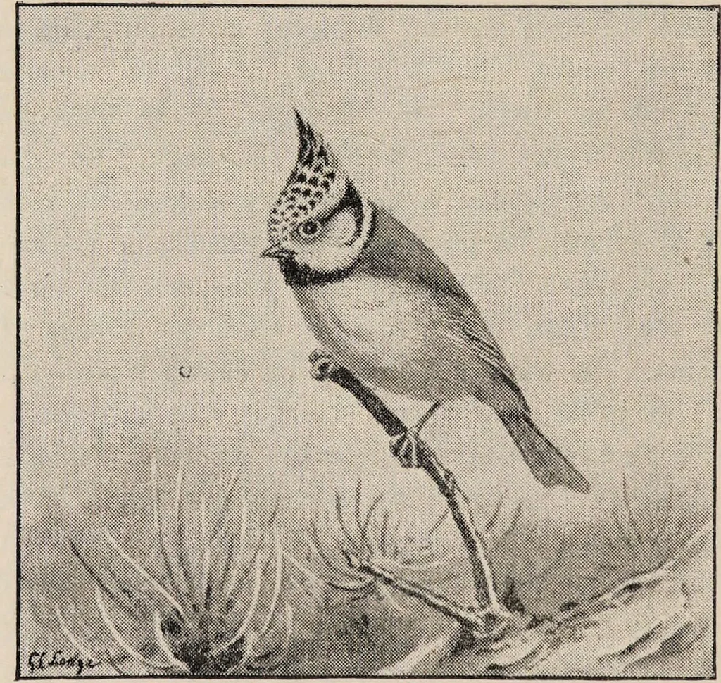 An illustration from British birds / by W.H. Hudson, C.M.Z.S ; with a chapter on structure and classification by Frank E. Beddard, F.R.S. With 8 coloured plates from original drawings by A. Thorburn and 8 plates and 100 figures in black and white from original drawings by G.E. Lodge and 3 illustrations from photographs from nature by R.B. Lodge. New impression., 1921, leaf 128