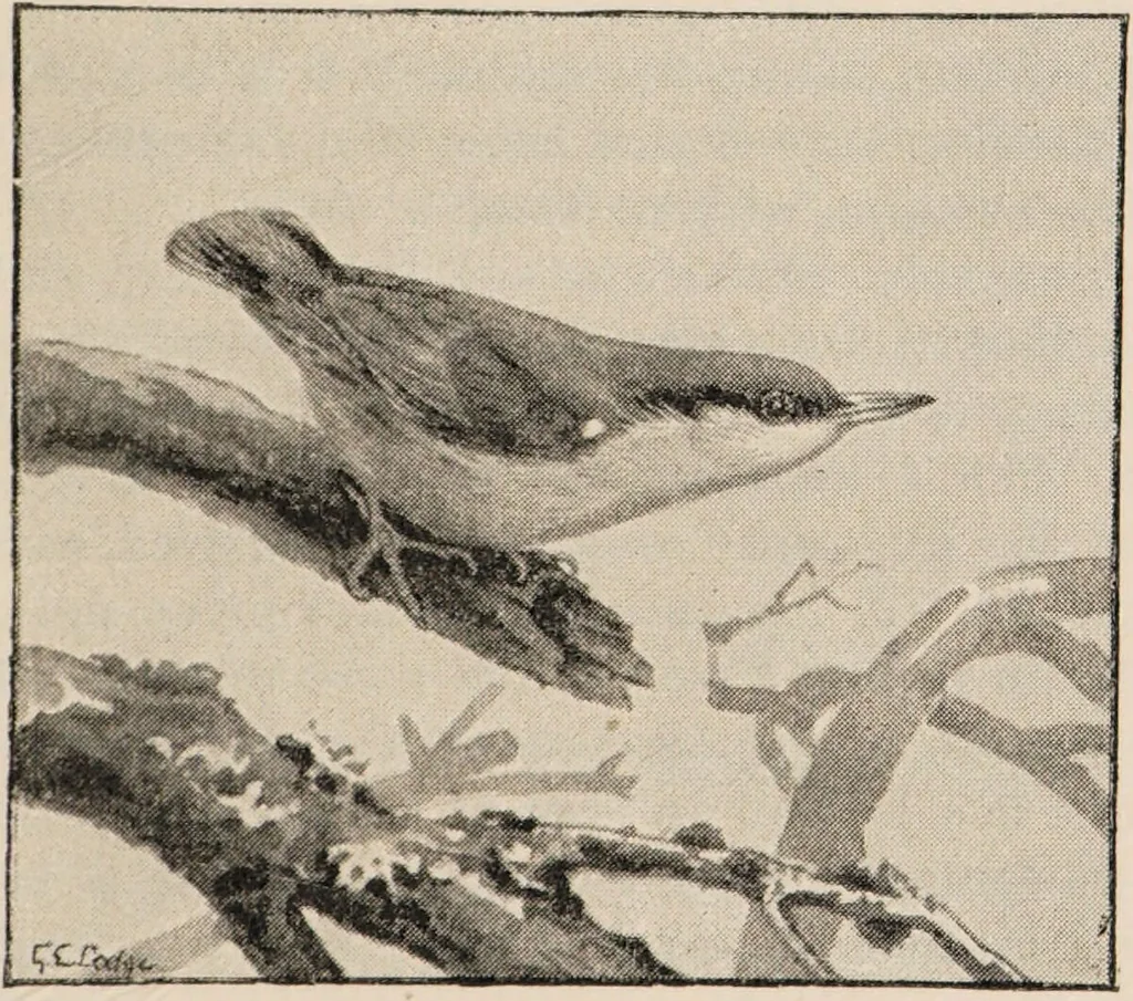 An illustration from British birds / by W.H. Hudson, C.M.Z.S ; with a chapter on structure and classification by Frank E. Beddard, F.R.S. With 8 coloured plates from original drawings by A. Thorburn and 8 plates and 100 figures in black and white from original drawings by G.E. Lodge and 3 illustrations from photographs from nature by R.B. Lodge. New impression., 1921, leaf 129