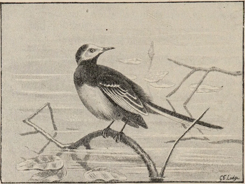 An illustration from British birds / by W.H. Hudson, C.M.Z.S ; with a chapter on structure and classification by Frank E. Beddard, F.R.S. With 8 coloured plates from original drawings by A. Thorburn and 8 plates and 100 figures in black and white from original drawings by G.E. Lodge and 3 illustrations from photographs from nature by R.B. Lodge. New impression., 1921, leaf 134