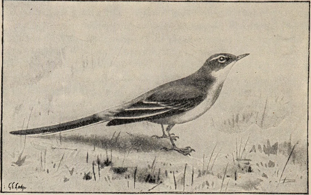 An illustration from British birds / by W.H. Hudson, C.M.Z.S ; with a chapter on structure and classification by Frank E. Beddard, F.R.S. With 8 coloured plates from original drawings by A. Thorburn and 8 plates and 100 figures in black and white from original drawings by G.E. Lodge and 3 illustrations from photographs from nature by R.B. Lodge. New impression., 1921, leaf 136