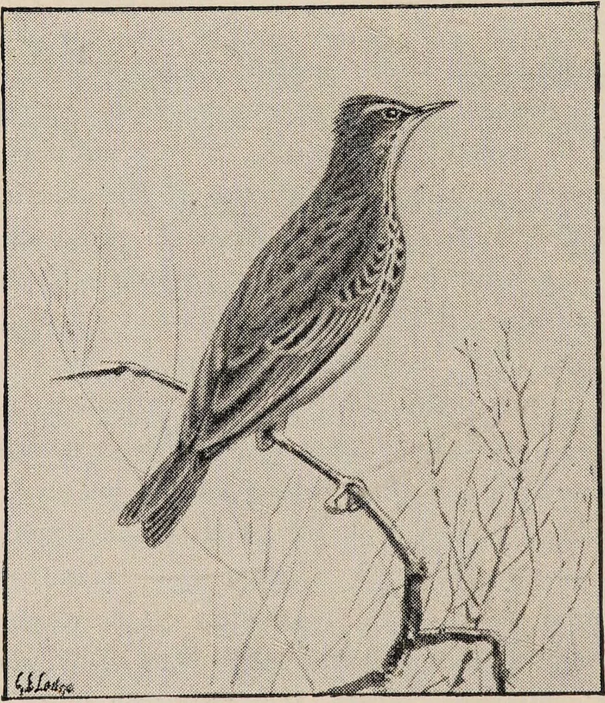 An illustration from British birds / by W.H. Hudson, C.M.Z.S ; with a chapter on structure and classification by Frank E. Beddard, F.R.S. With 8 coloured plates from original drawings by A. Thorburn and 8 plates and 100 figures in black and white from original drawings by G.E. Lodge and 3 illustrations from photographs from nature by R.B. Lodge. New impression., 1921, leaf 140