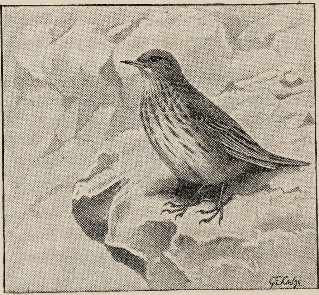 An illustration from British birds / by W.H. Hudson, C.M.Z.S ; with a chapter on structure and classification by Frank E. Beddard, F.R.S. With 8 coloured plates from original drawings by A. Thorburn and 8 plates and 100 figures in black and white from original drawings by G.E. Lodge and 3 illustrations from photographs from nature by R.B. Lodge. New impression., 1921, leaf 142